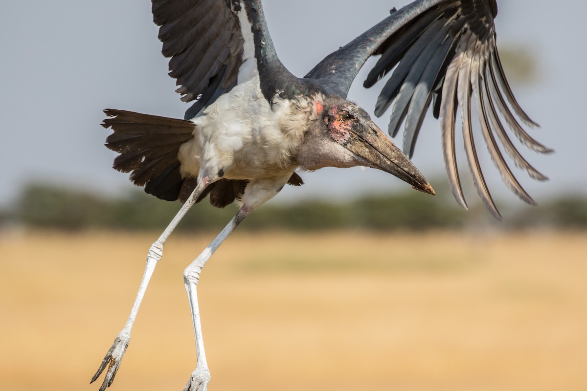 Marabu afrikarra - ML643804428