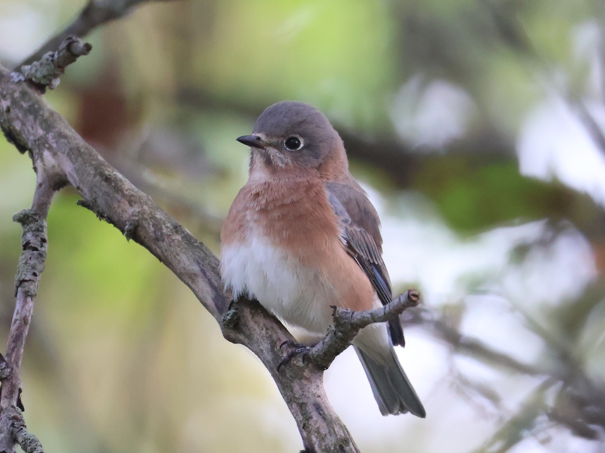 Eastern Bluebird - ML643804448