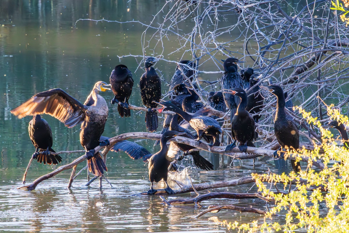 Neotropic Cormorant - ML643804480