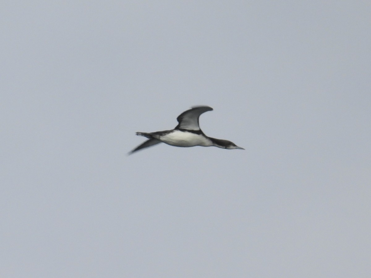 Pacific Loon - ML643804485