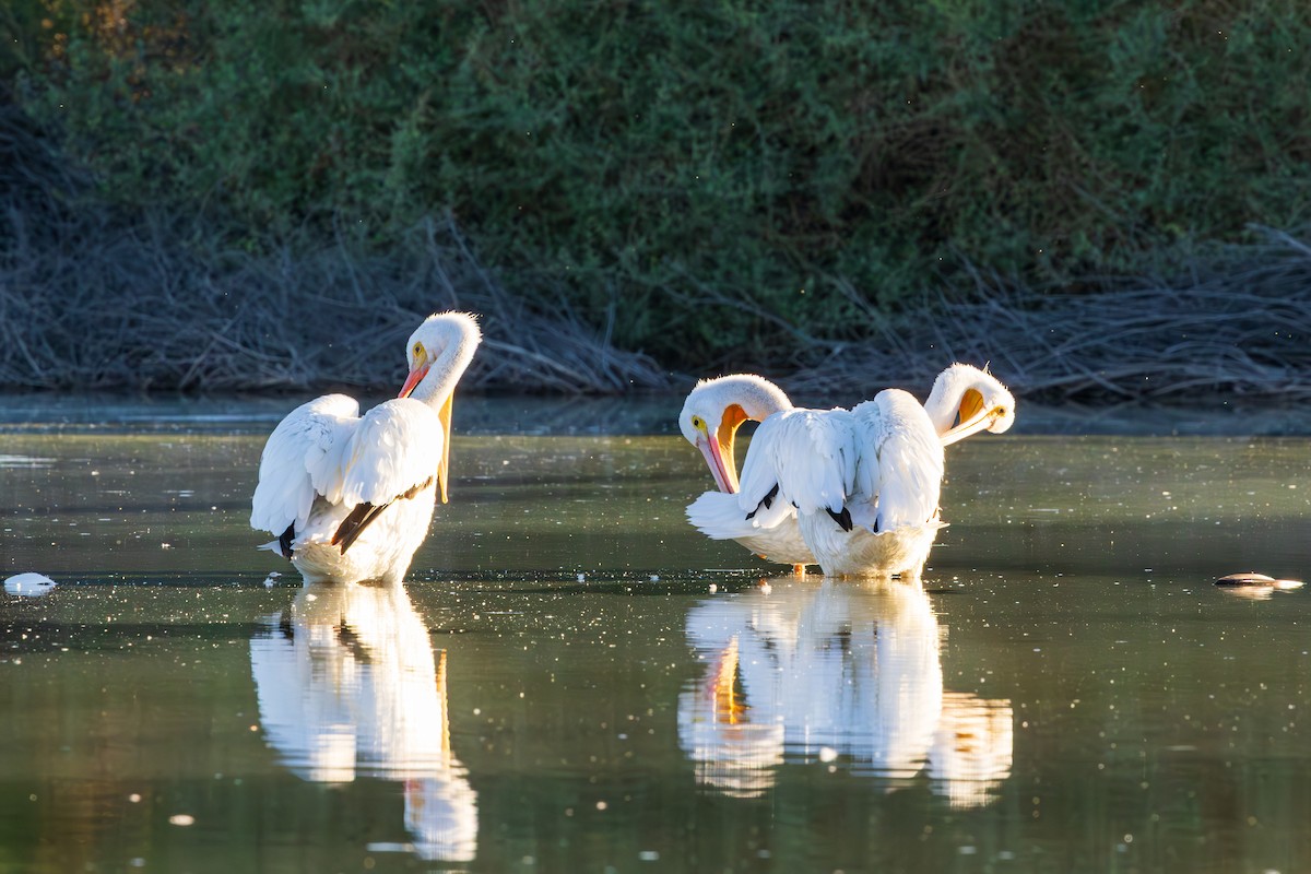 American White Pelican - ML643804513