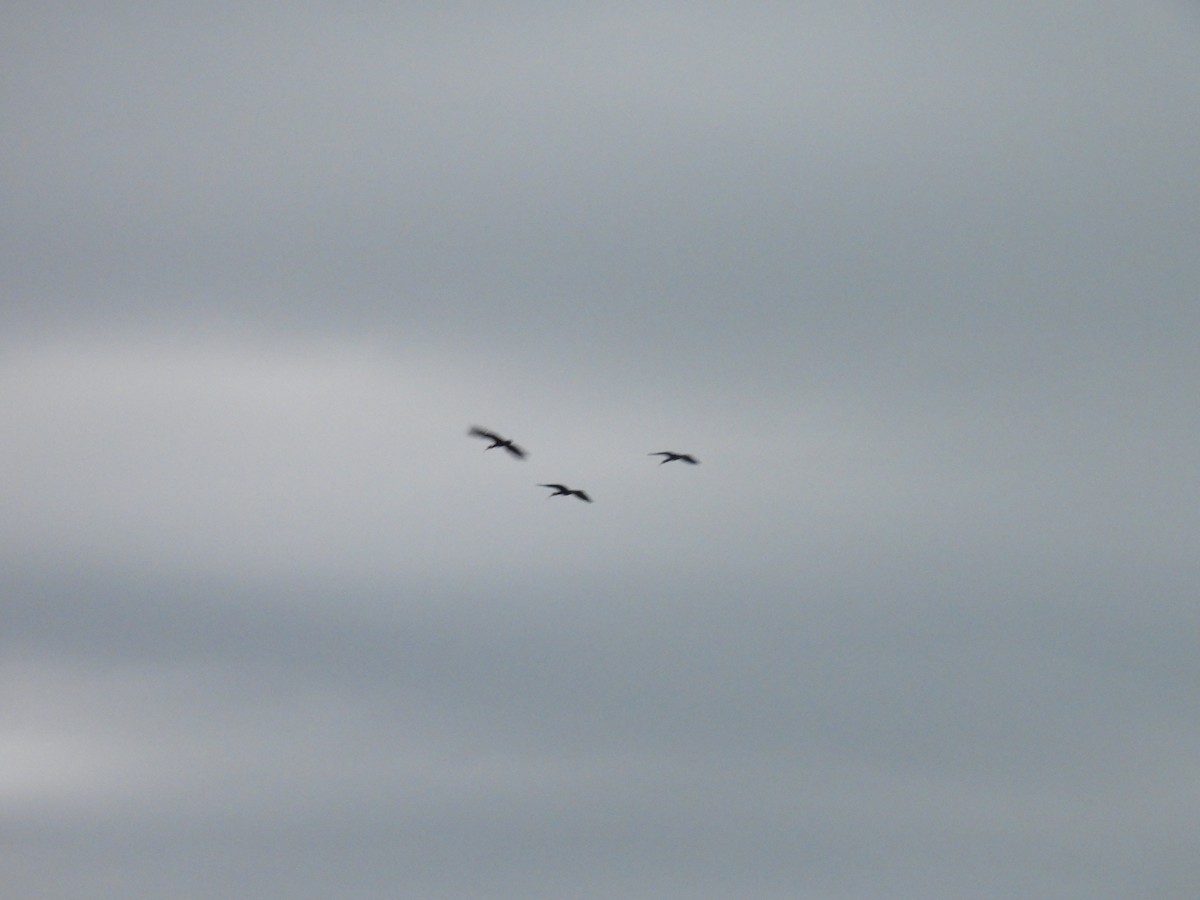 Ibis Afeitado - ML643804517