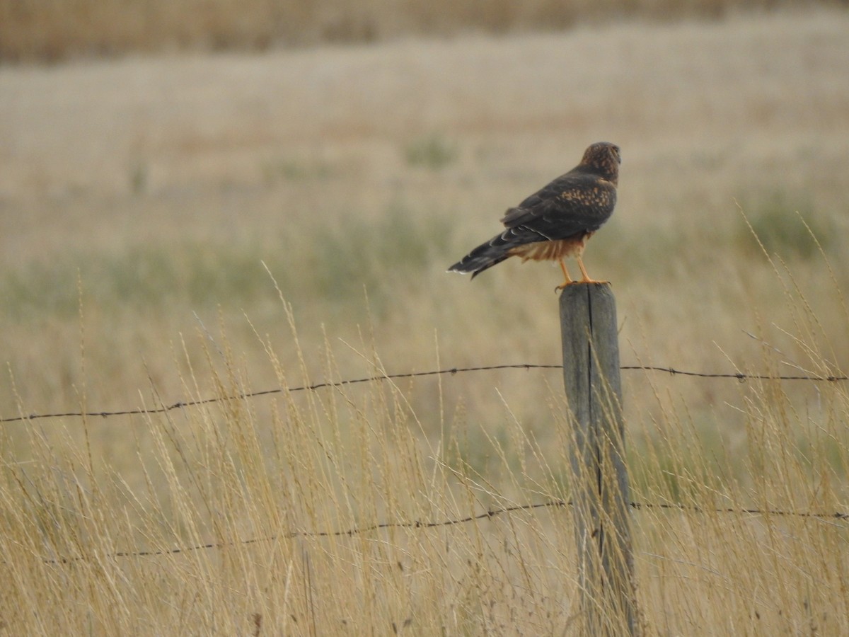 Northern Harrier - ML643804523