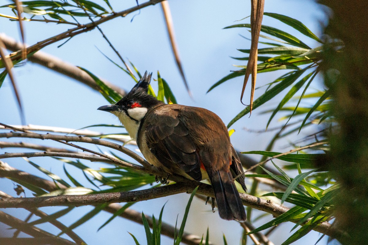 Bulbul Orfeo - ML643804533