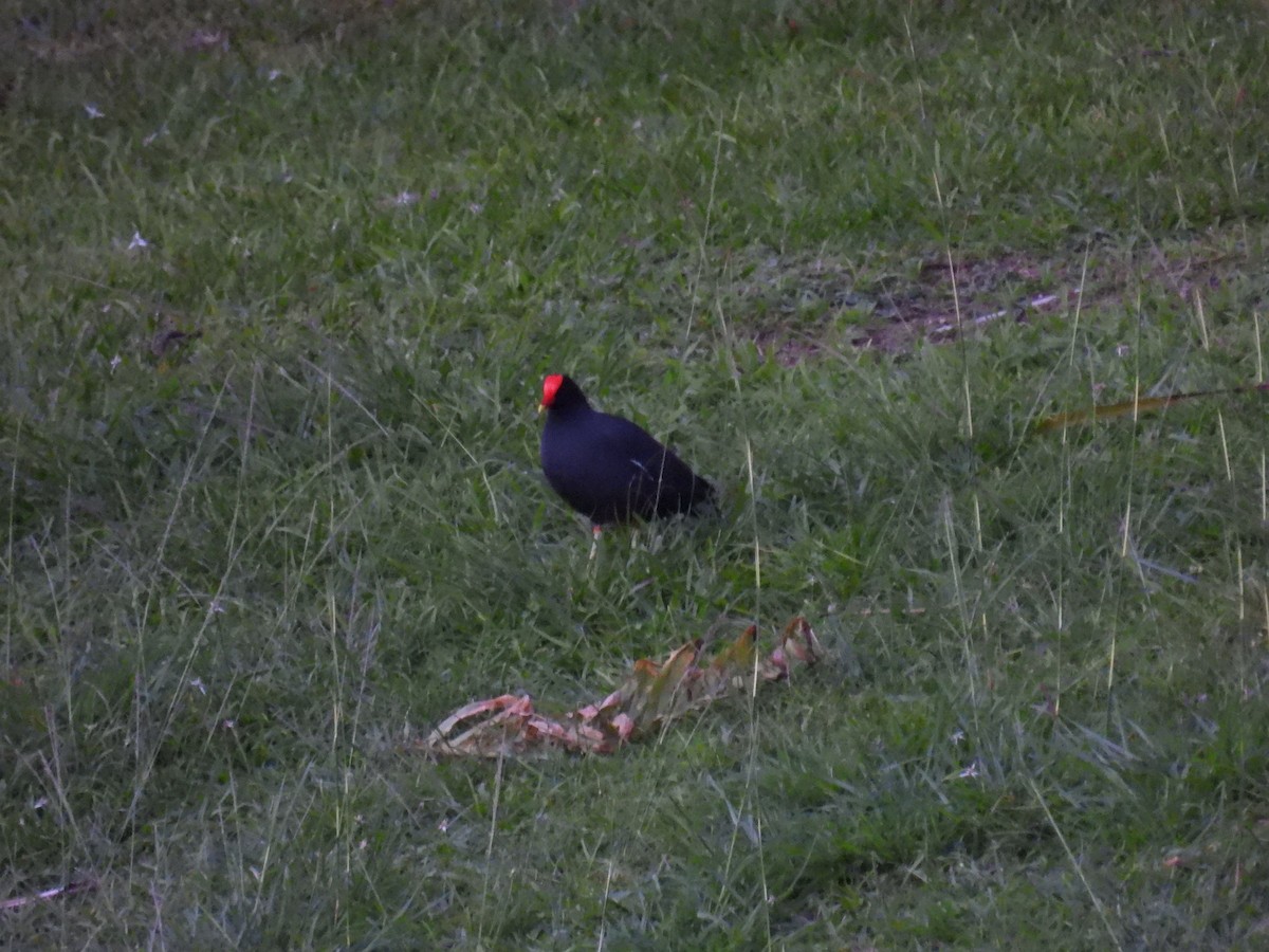 Common Gallinule - ML643804534