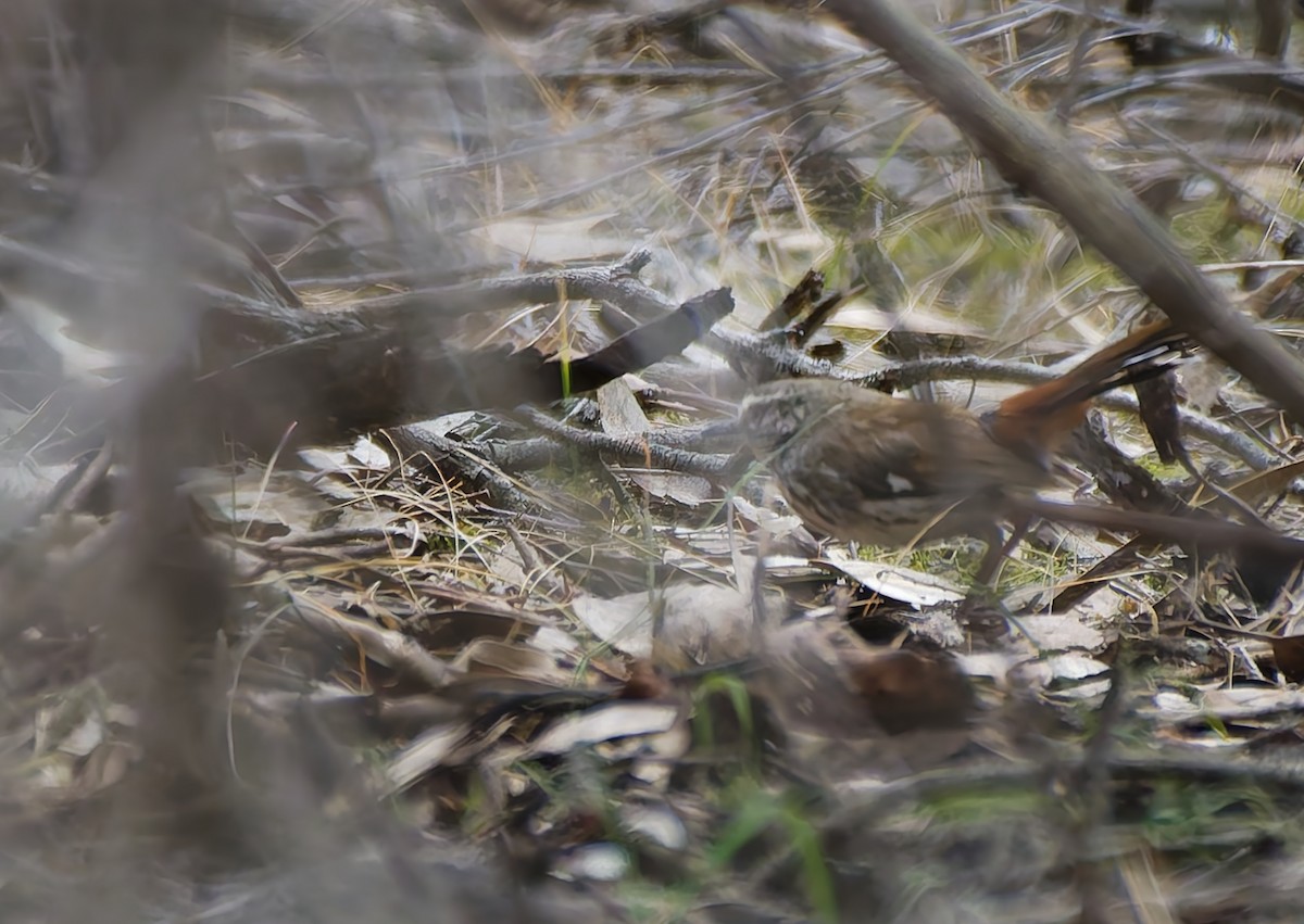 Shy Heathwren - ML643804548