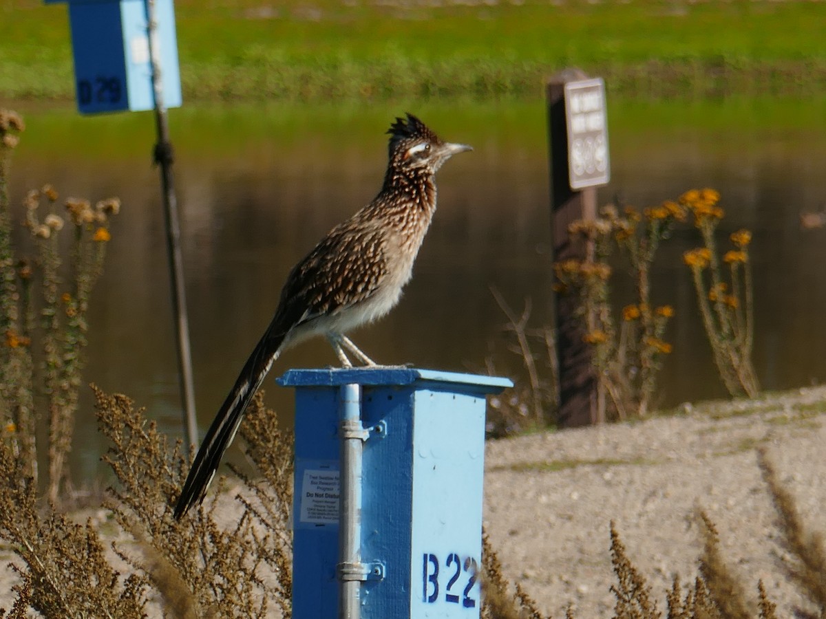 Greater Roadrunner - ML643804583