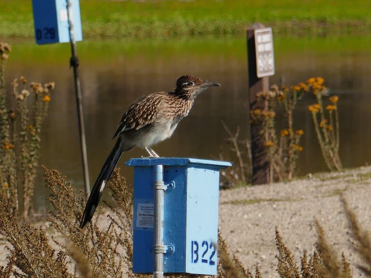 Greater Roadrunner - ML643804584