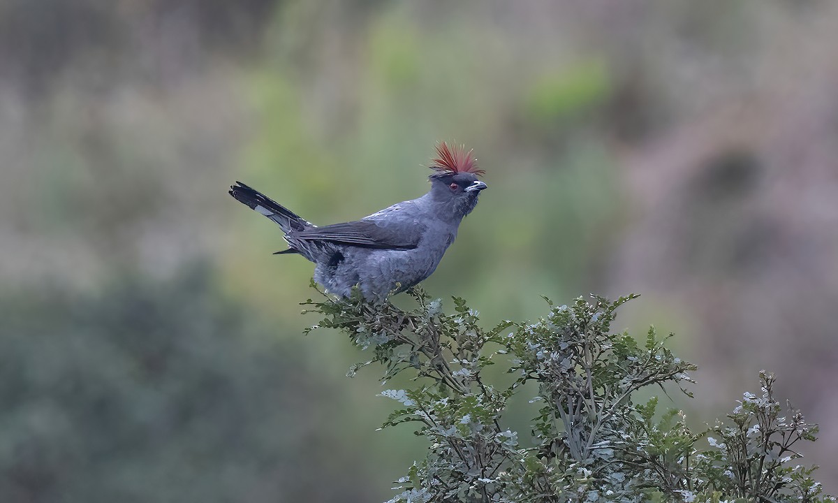 Red-crested Cotinga - ML643804588