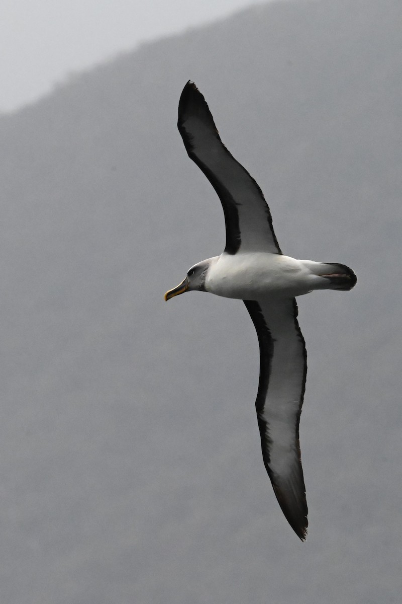 Buller's Albatross - ML643804593