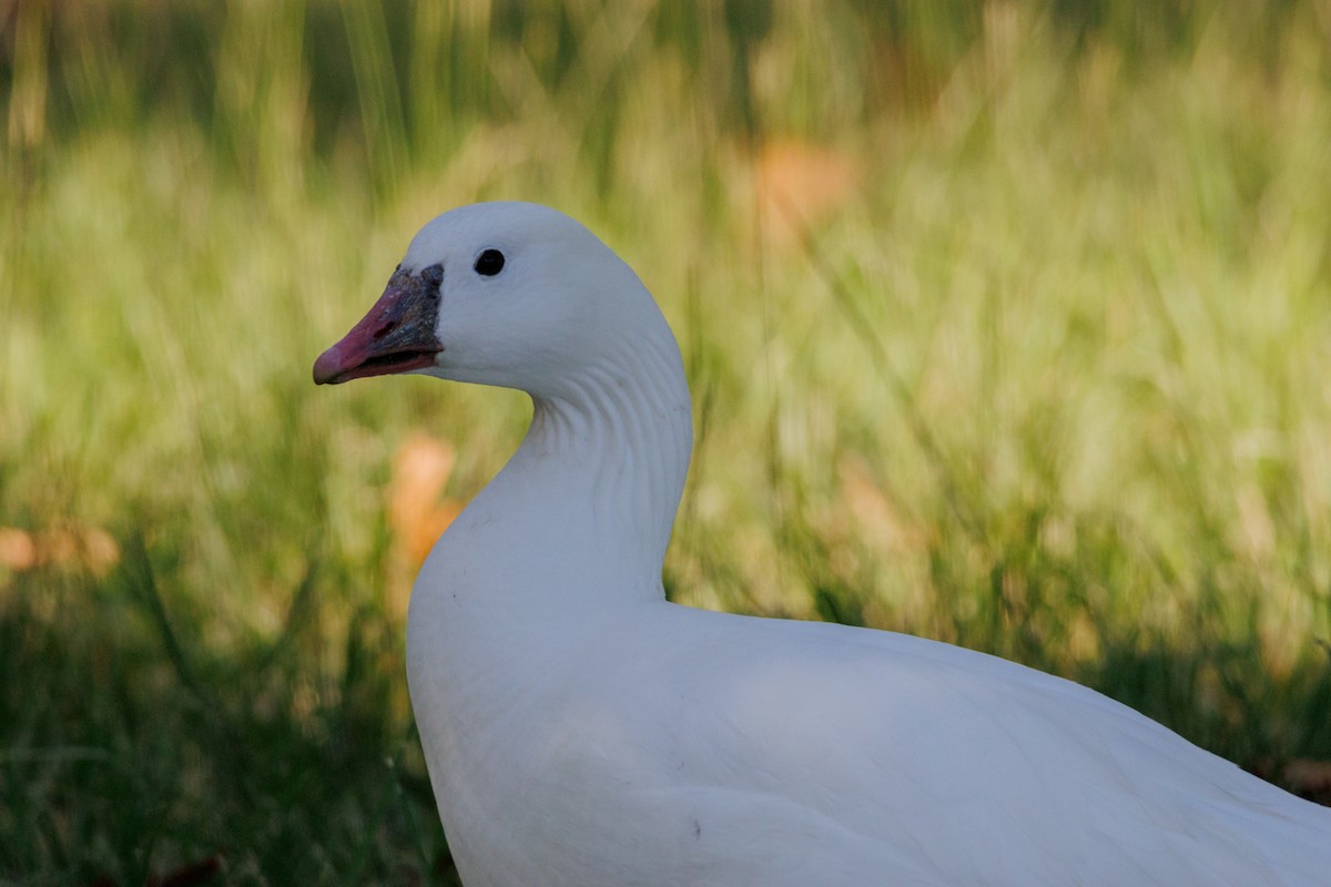 Snow x Ross's Goose (hybrid) - ML643804595