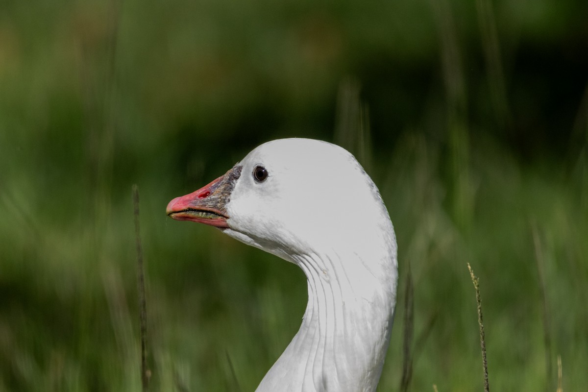 Snow x Ross's Goose (hybrid) - ML643804596