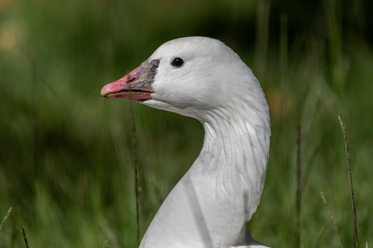 Snow x Ross's Goose (hybrid) - ML643804597