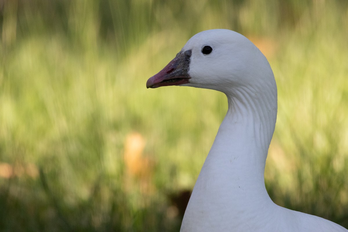 Snow x Ross's Goose (hybrid) - ML643804598