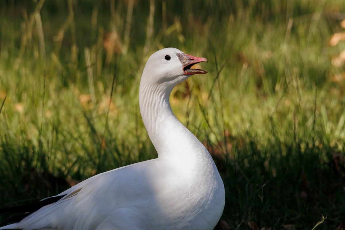 Snow x Ross's Goose (hybrid) - ML643804599
