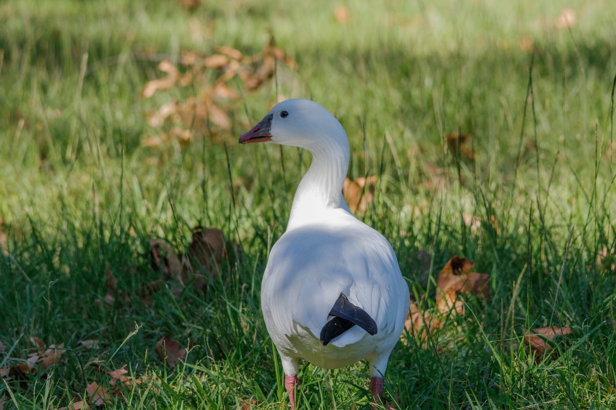 Snow x Ross's Goose (hybrid) - ML643804600
