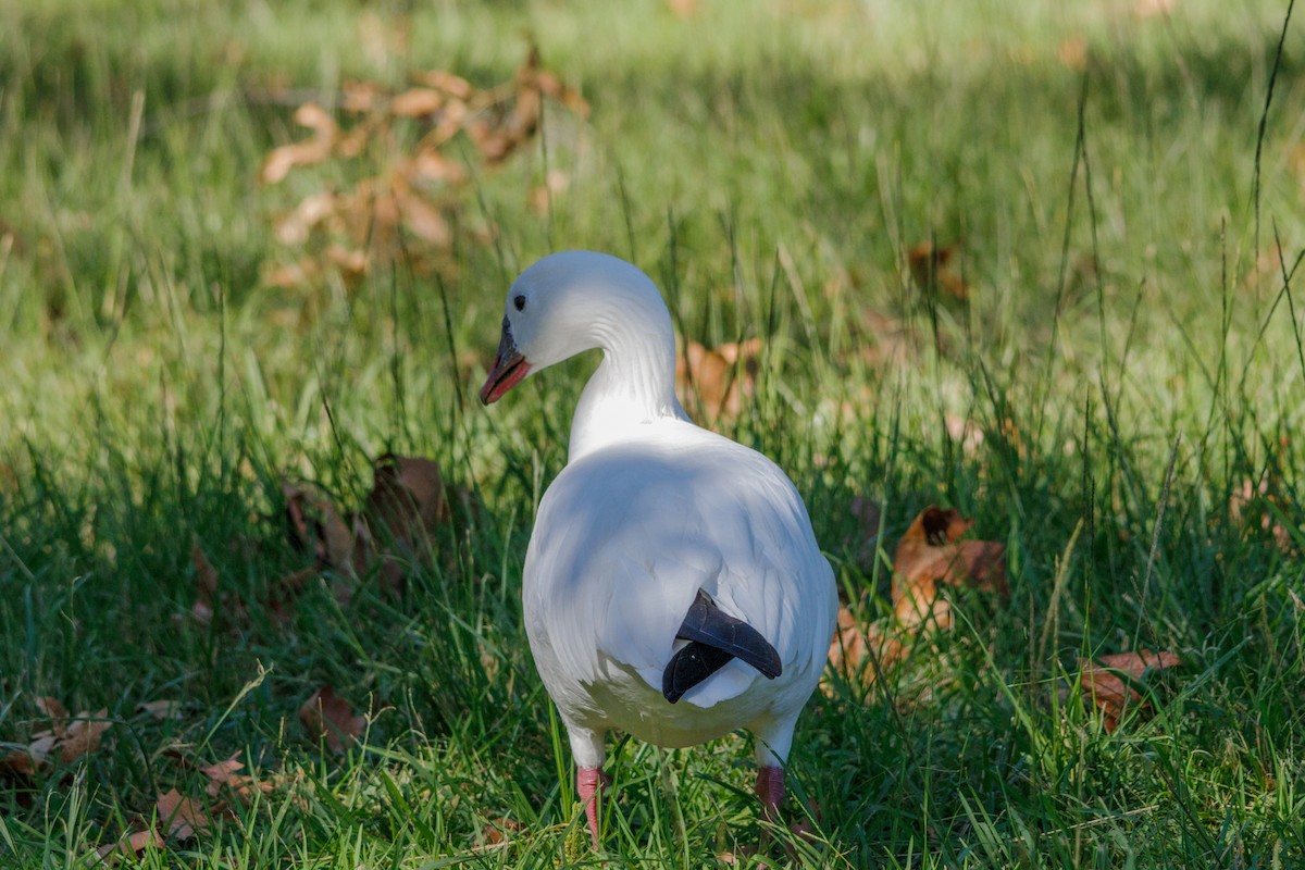 Snow x Ross's Goose (hybrid) - ML643804601