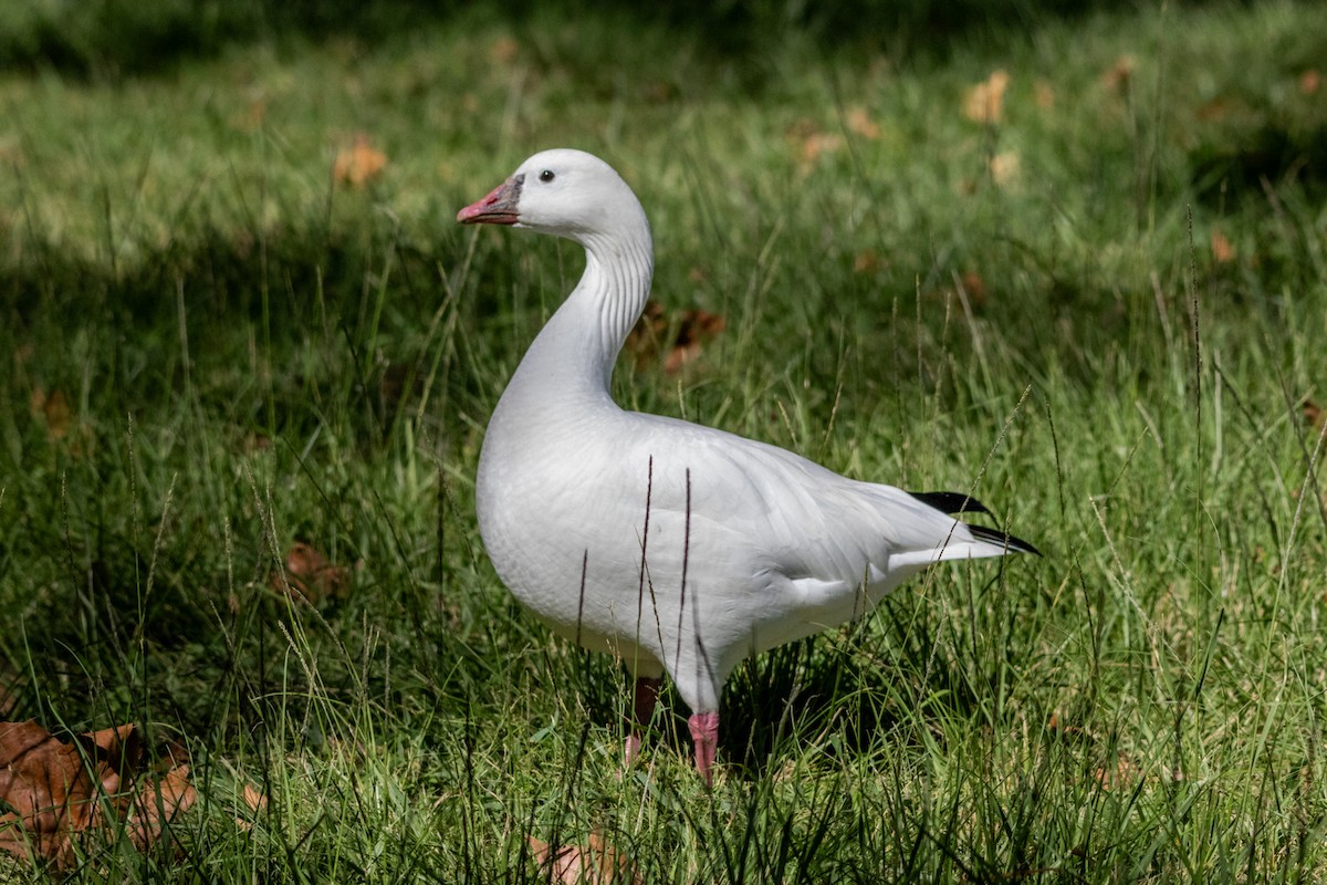 Snow x Ross's Goose (hybrid) - ML643804602