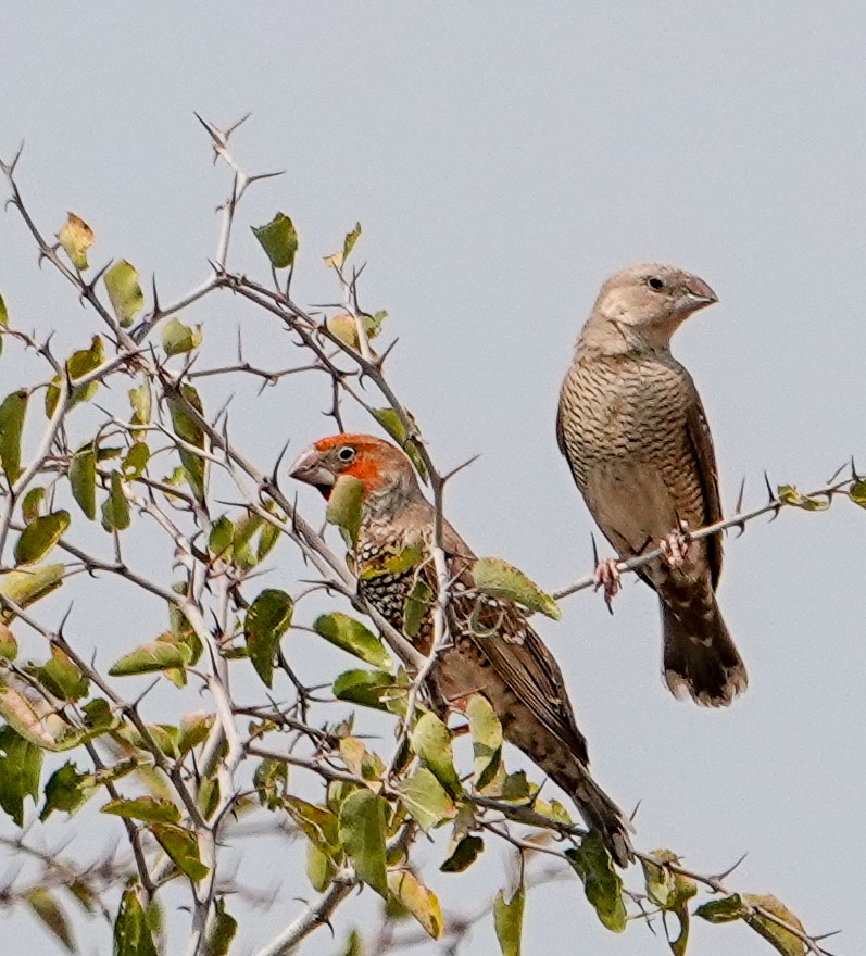 Red-headed Finch - ML643804603