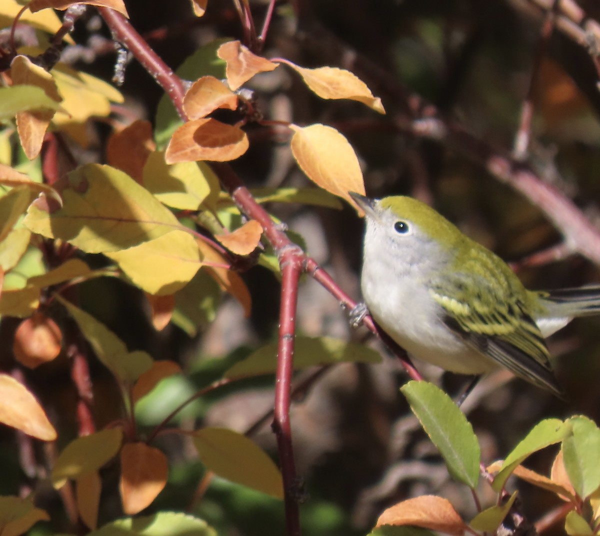 Chestnut-sided Warbler - ML643804615