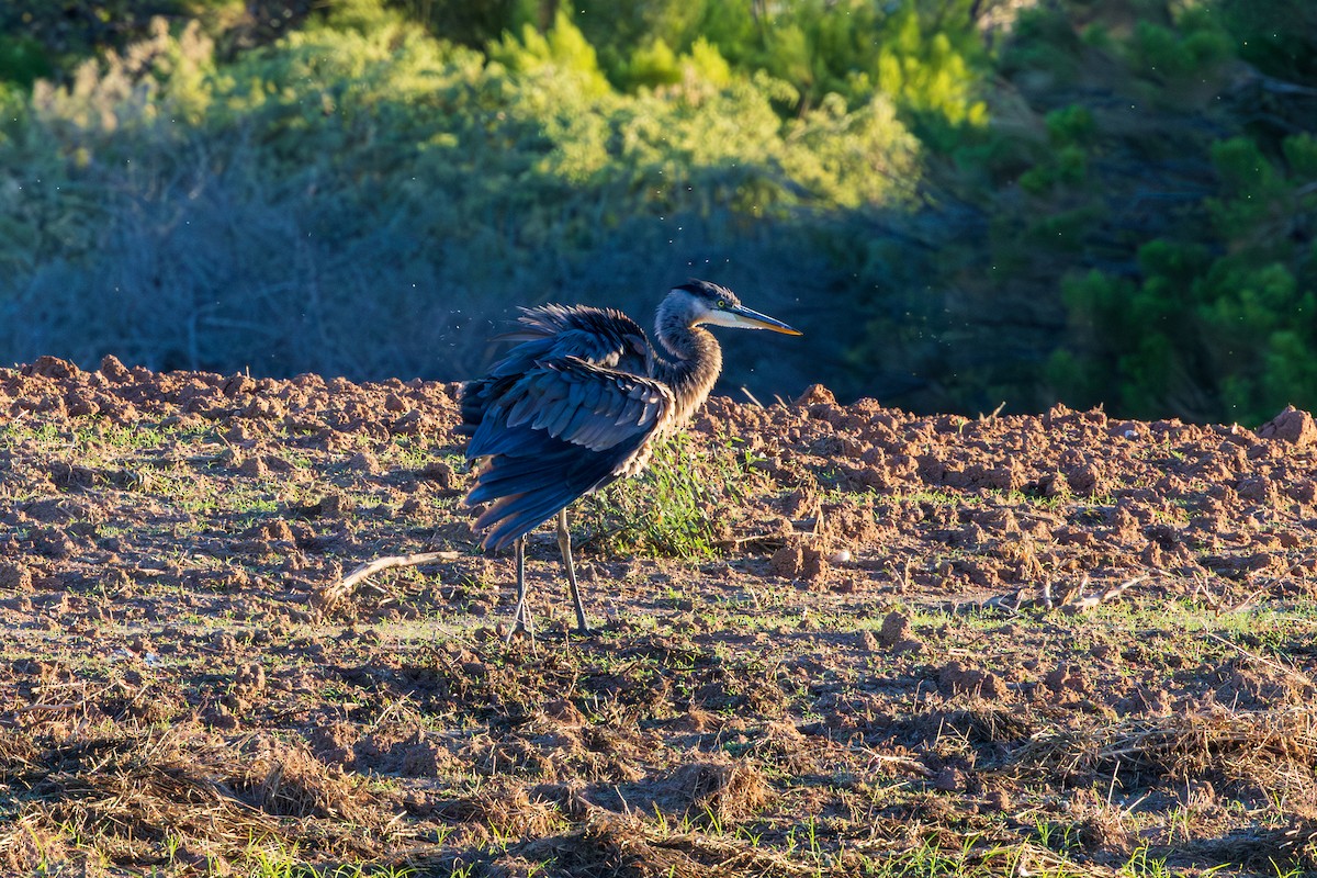 Great Blue Heron - ML643804621