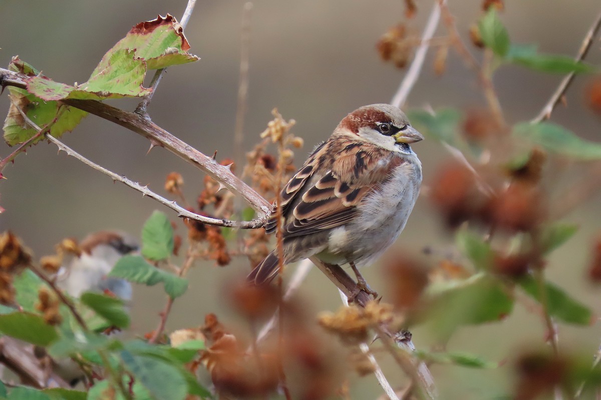 House Sparrow - ML643804623