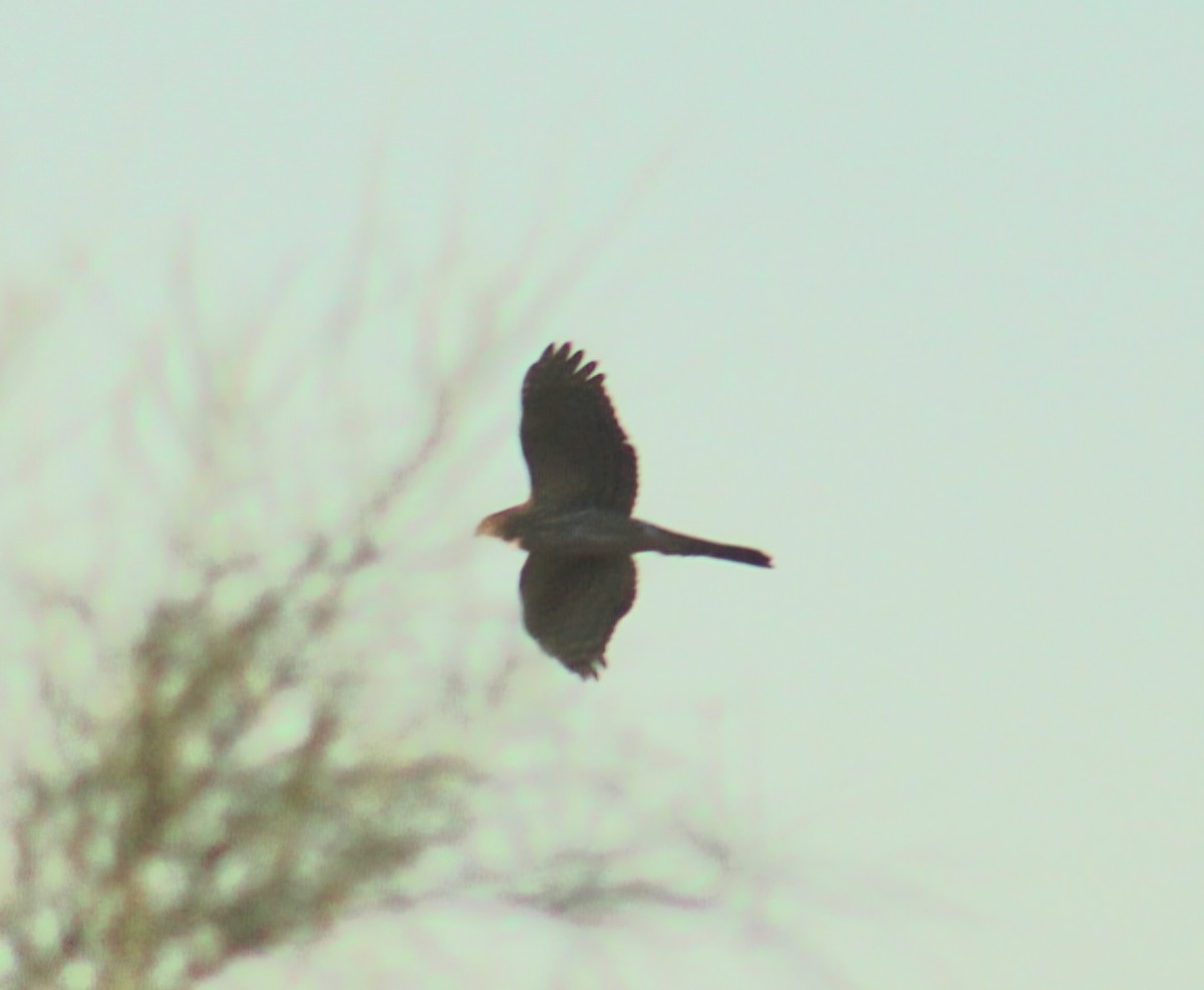 Cooper's Hawk - ML643804656