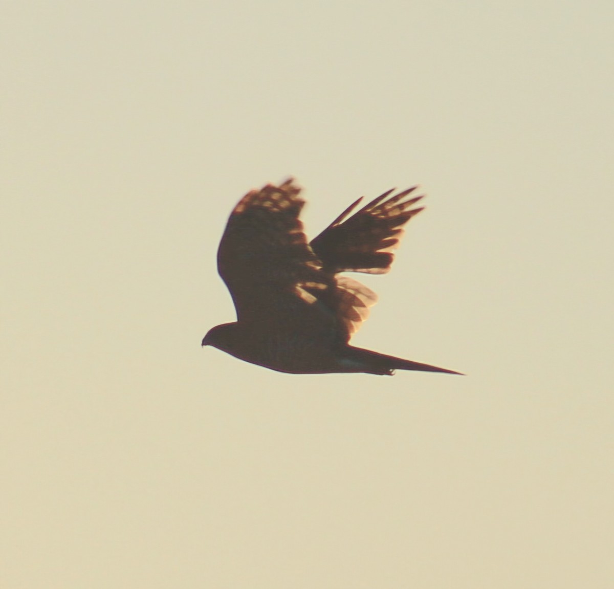 Cooper's Hawk - ML643804657