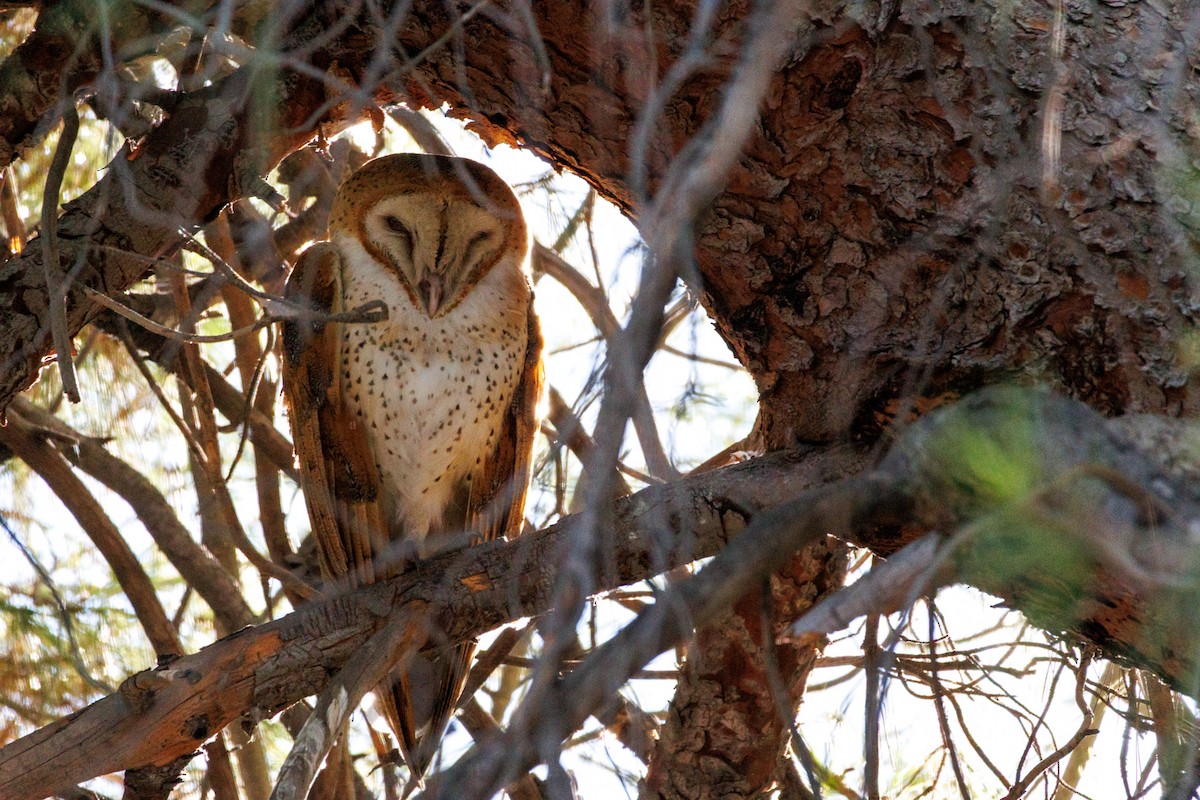 American Barn Owl - ML643804664