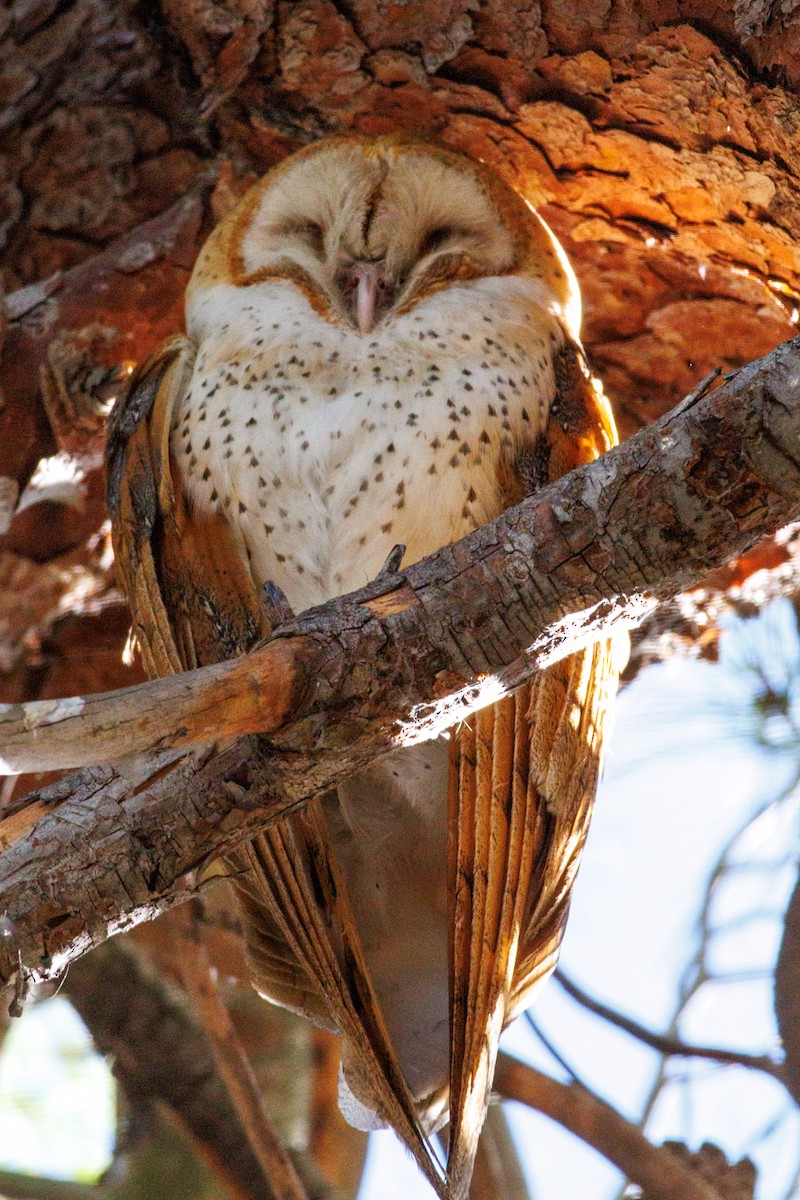 American Barn Owl - ML643804665