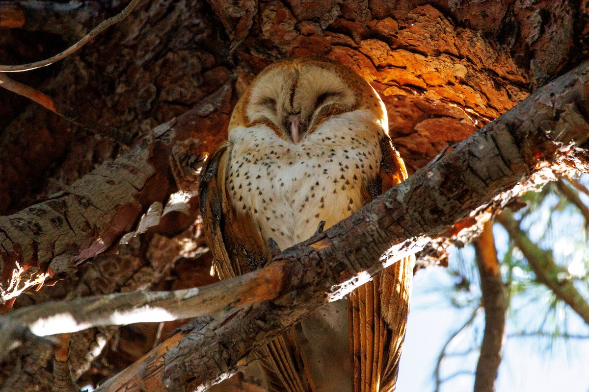 American Barn Owl - ML643804666