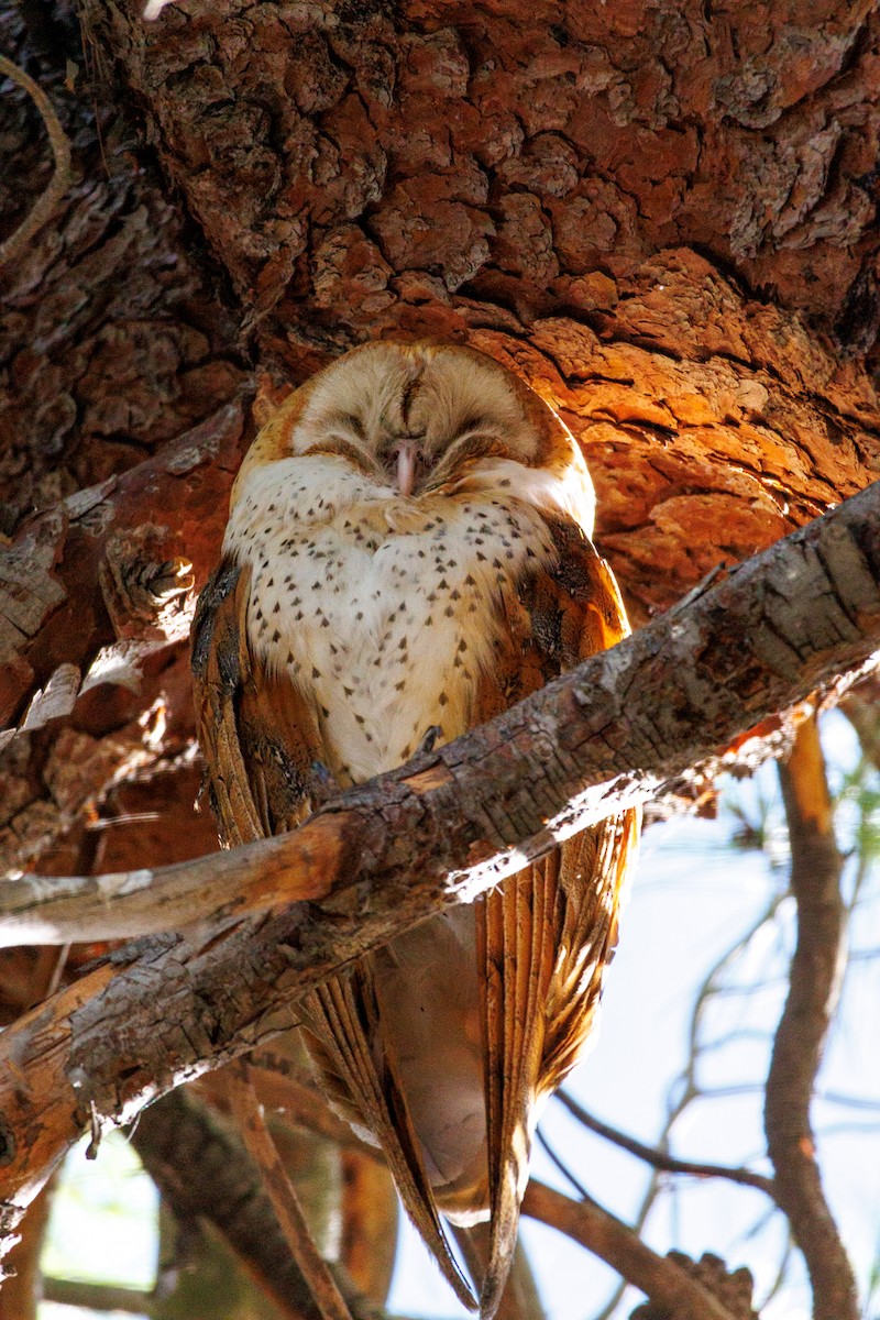 American Barn Owl - ML643804667