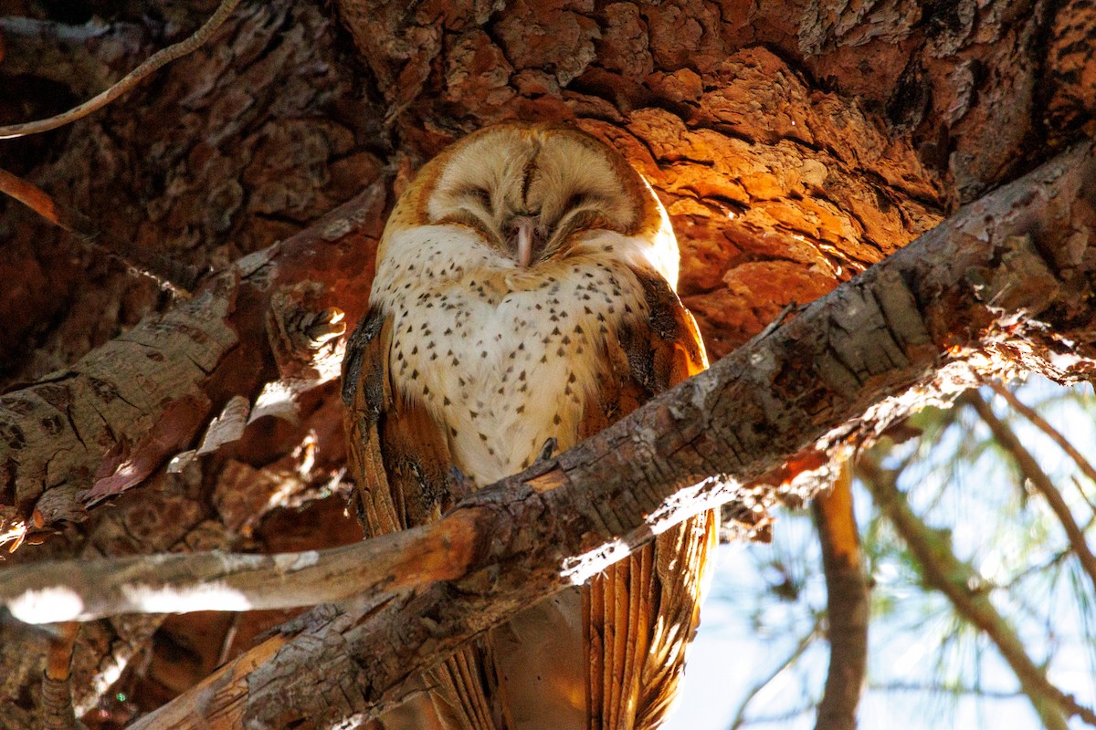 American Barn Owl - ML643804668