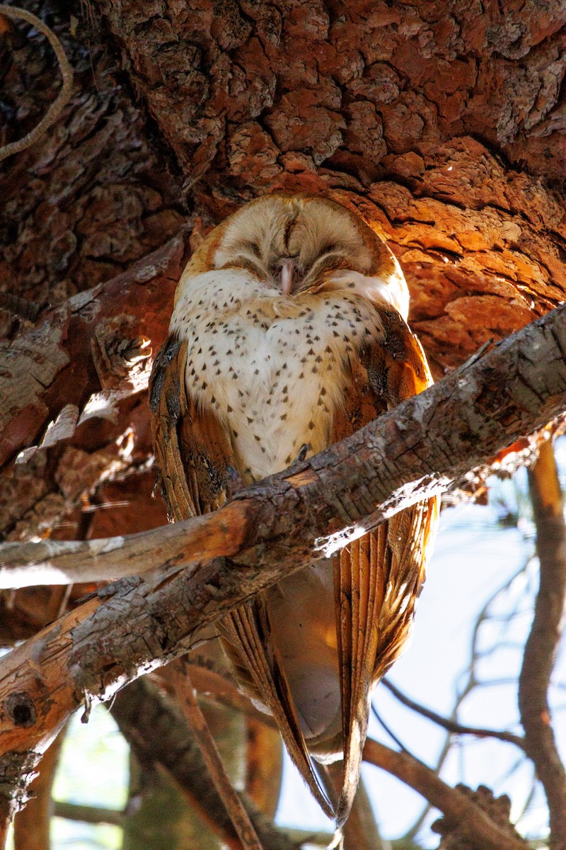 American Barn Owl - ML643804669