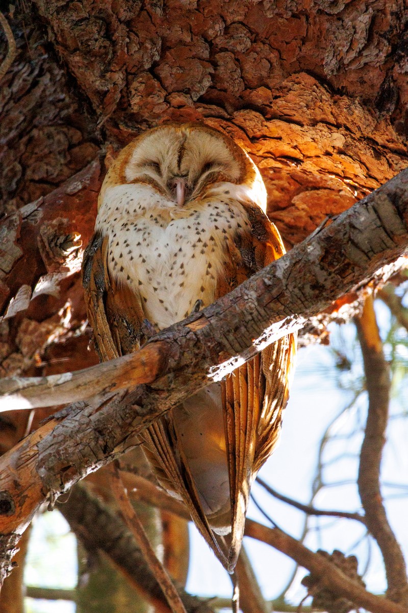 American Barn Owl - ML643804670