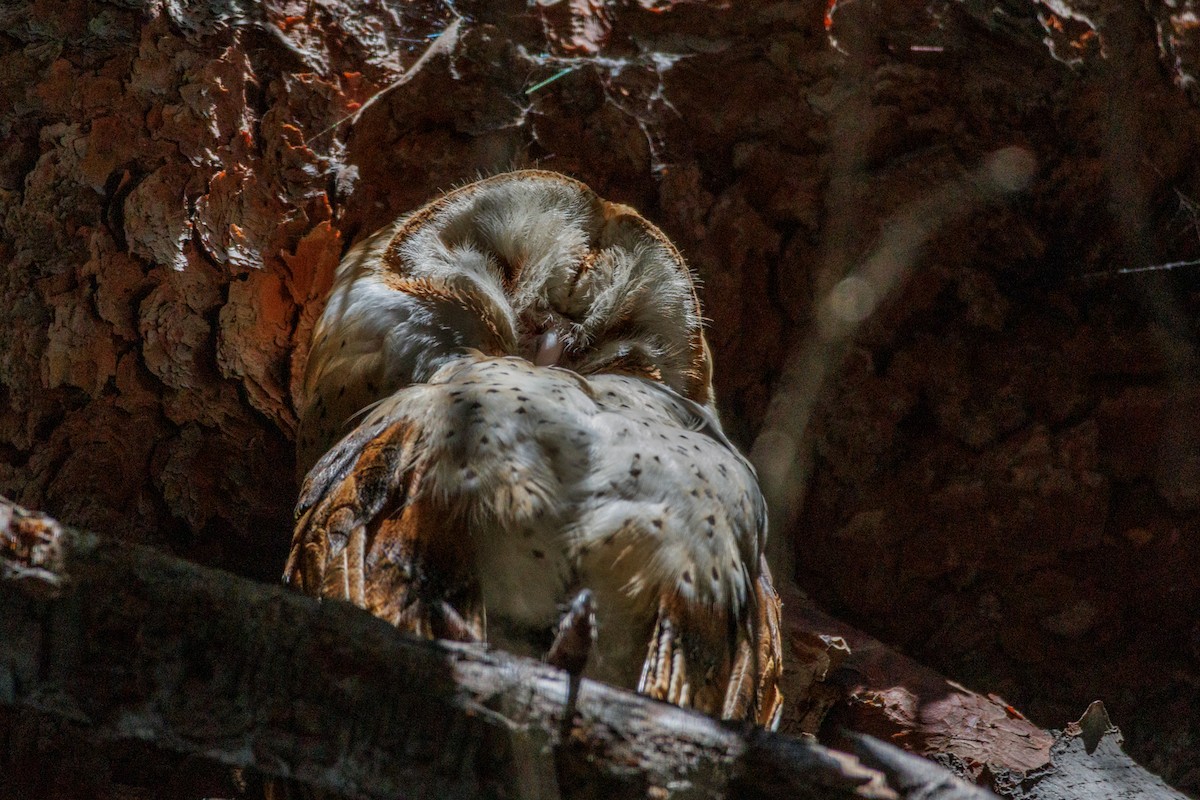 American Barn Owl - ML643804671