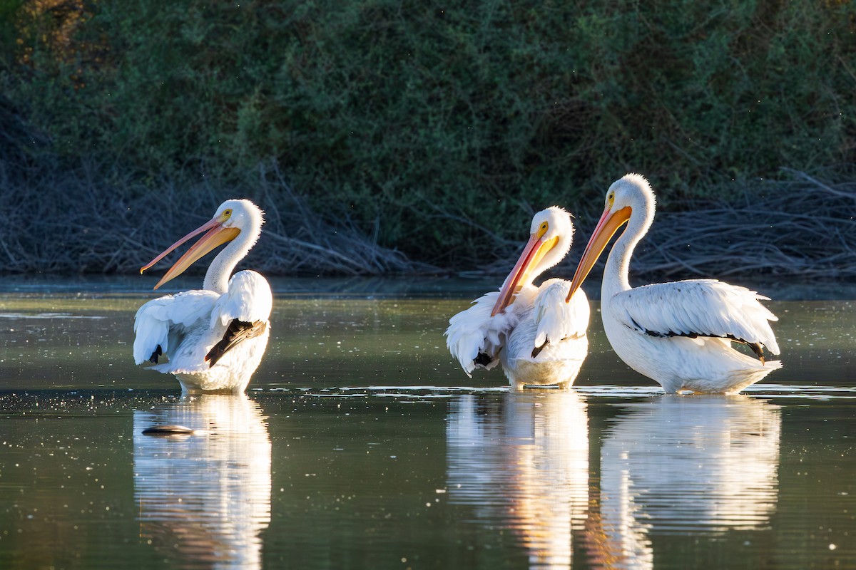 American White Pelican - ML643804673