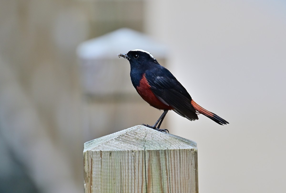 White-capped Redstart - ML643804685