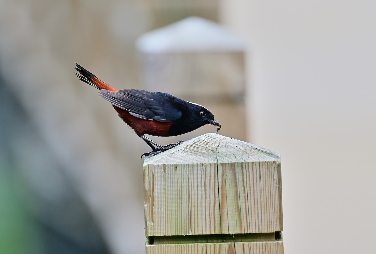 White-capped Redstart - ML643804686