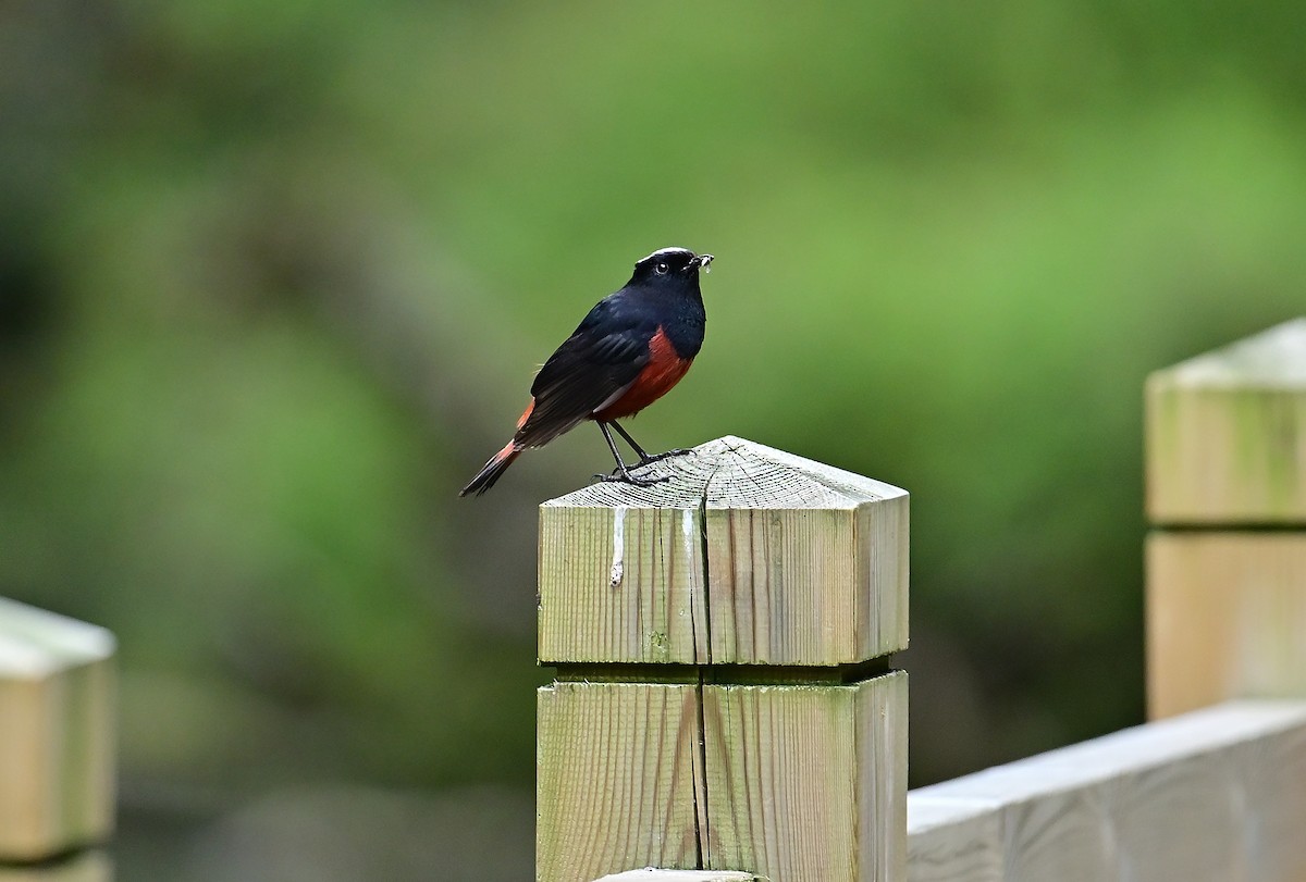 White-capped Redstart - ML643804687