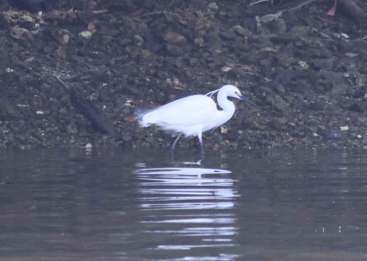 volavka stříbřitá - ML643804688