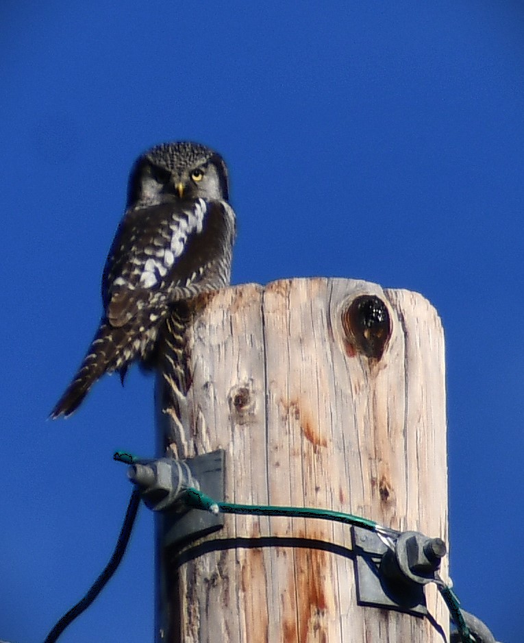 Харсуун ууль - ML643804689