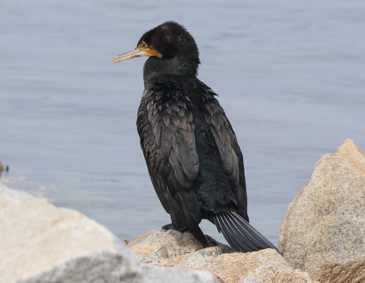 kormorán velký - ML643804690