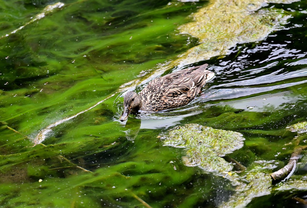 Mallard - ML643804692