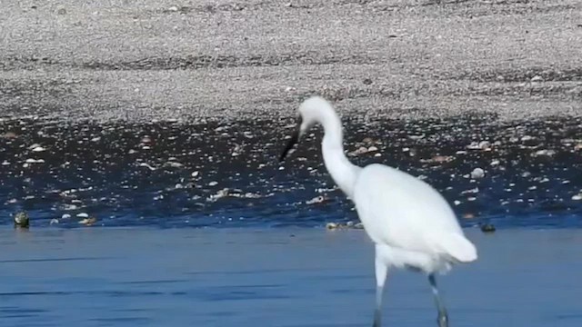 Reddish Egret - ML643804693