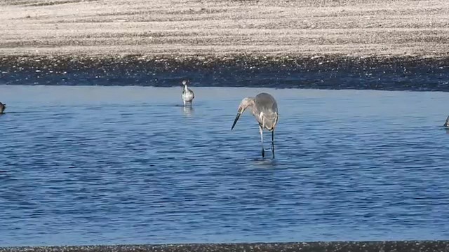 Reddish Egret - ML643804701