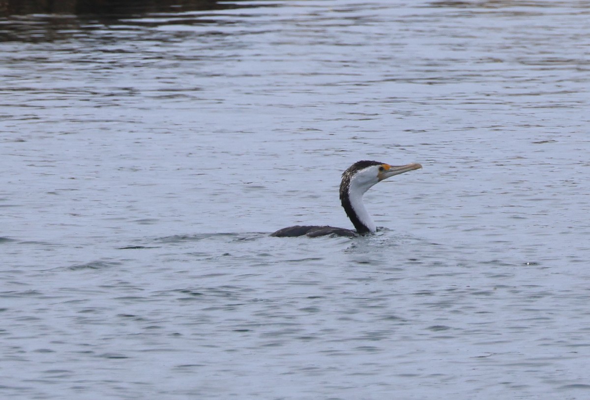 Pied Cormorant - ML643804708