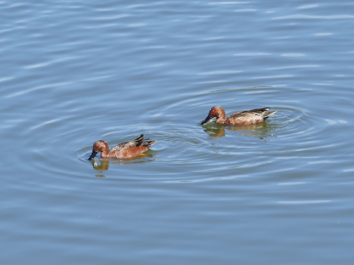 Cinnamon Teal - ML643804710