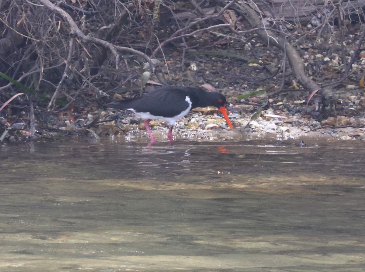 ústřičník dlouhozobý - ML643804713