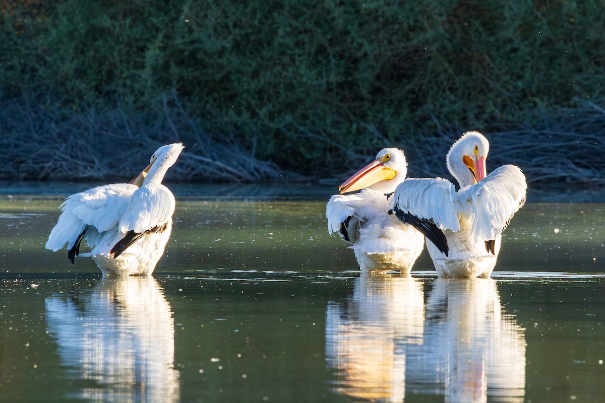 American White Pelican - ML643804727
